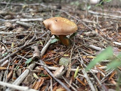 Cortinarius semisanguineus