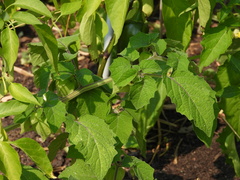 Physalis grisea