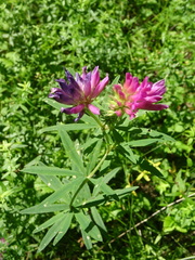 Trifolium lupinaster