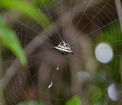 Gasteracantha geminata