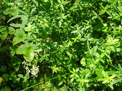 Galium × pseudoboreale