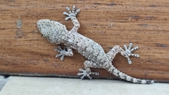 Tarentola mauritanica mauritanica