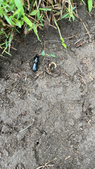 Scarites subterraneus