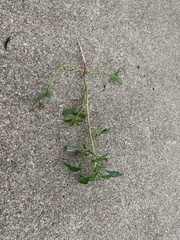 Amaranthus polygonoides