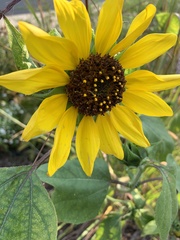 Helianthus