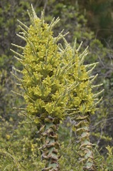 Puya chilensis
