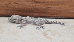 Tarentola mauritanica mauritanica