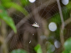 Gasteracantha geminata