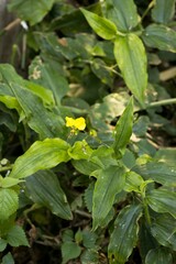 Aneilema aequinoctiale