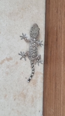 Tarentola mauritanica mauritanica