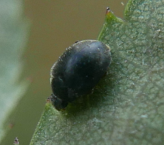 Scymninae