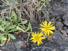 Grindelia integrifolia