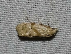 Platphalonidia magdalenae