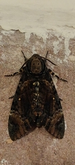 Acherontia styx