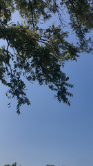 Juglans