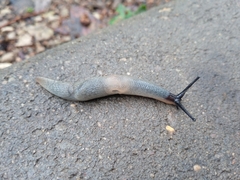 Krynickillus melanocephalus