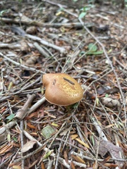 Cortinarius semisanguineus