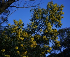 Acacia binervia