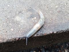 Krynickillus melanocephalus