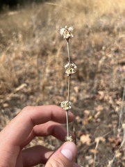 Eriogonum elongatum