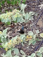 Xylocopa darwini