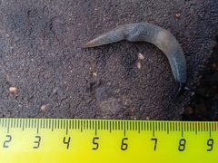 Krynickillus melanocephalus