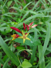 Spigelia marilandica