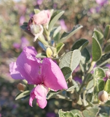 Podalyria calyptrata