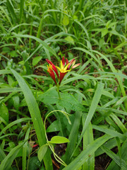 Spigelia marilandica