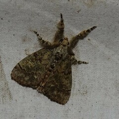 Dasychira vagans