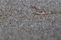 Acrotylus longipes