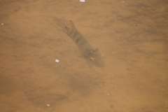 Mayaheros urophthalmus