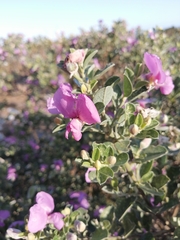 Podalyria calyptrata