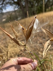 Asclepias fascicularis