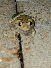 Hyla versicolor