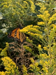 Danaus plexippus