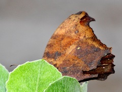 Melanitis leda leda