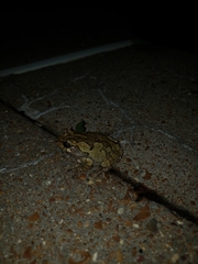Hyla versicolor