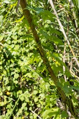 Ceratiosicyos laevis