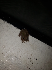 Hyla versicolor