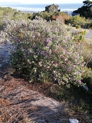 Podalyria calyptrata