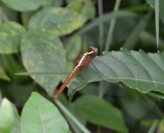 Rhodothemis rufa