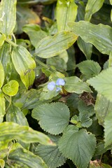 Commelina benghalensis