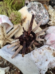 Eucidaris galapagensis