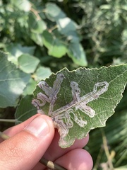 Phyllocnistis populiella