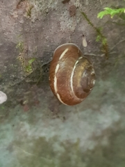 Hygromia limbata
