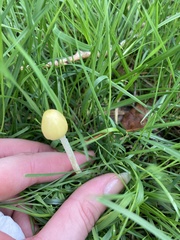 Bolbitius