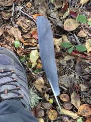 Nycticorax nycticorax