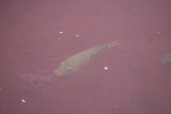 Mayaheros urophthalmus