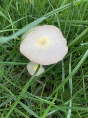 Bolbitius